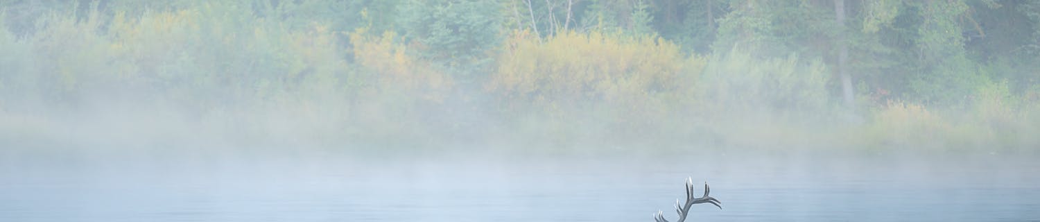 Steve Mattheis billede af en wapiti, der krydser en flod.